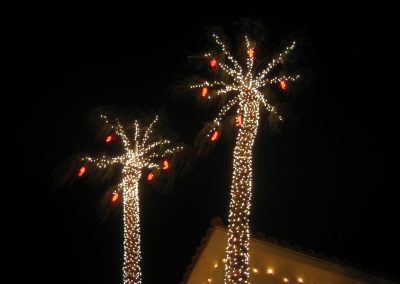 HOA Community Wrapped Holiday Palm Trees
