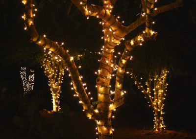 Holiday Light Wrapped HOA Community Trees